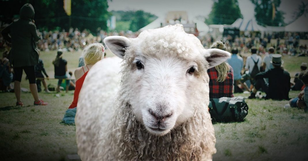 Another World festival ovčji izmet